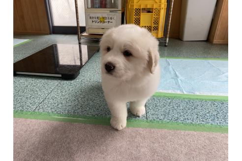 成約済の千葉県のグレートピレニーズ-359425の12枚目